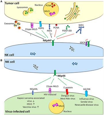 NKp44-NKp44 Ligand Interactions in the Regulation of Natural Killer Cells and Other Innate Lymphoid Cells in Humans